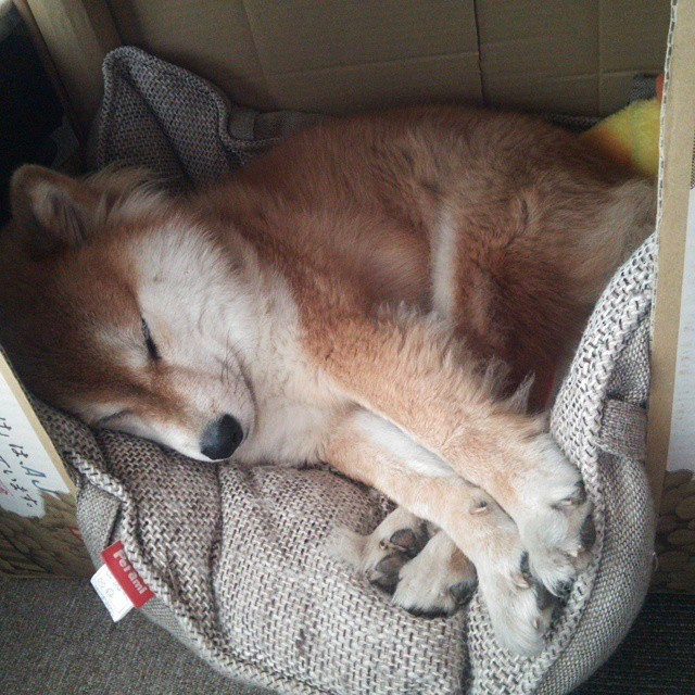 德甲俱乐部会员制优惠提升球迷现场参与度，德甲联赛门票多少钱