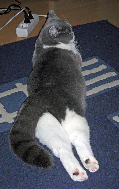 校园体育环境对学生运动积极性的引导作用研究，学校体育的一种氛围与环境