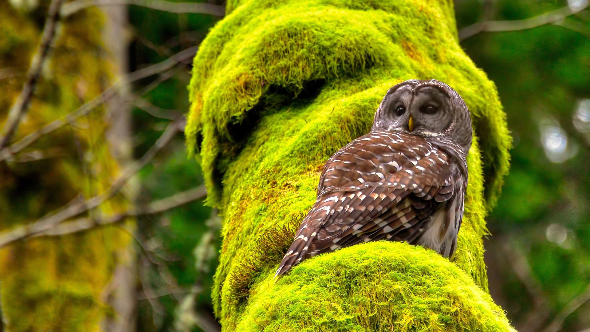 “垒球决战!新都赛场见证极速对抗”