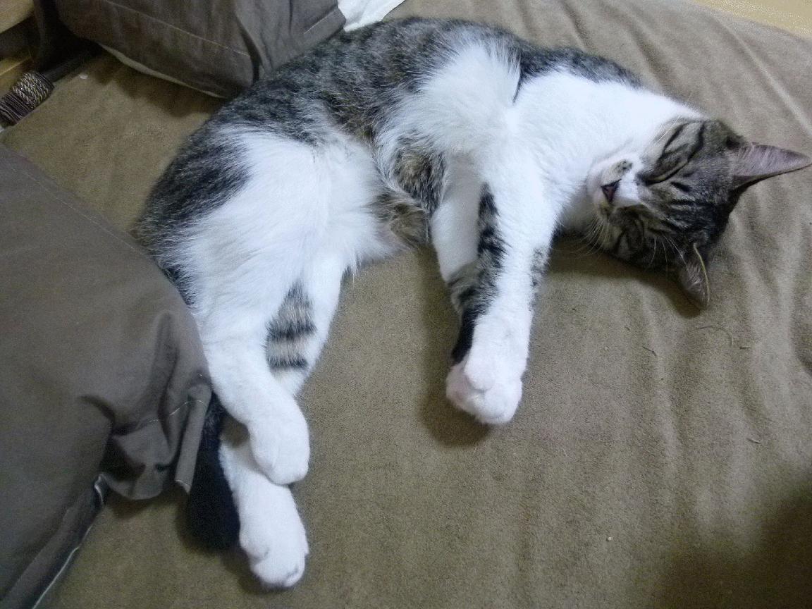 瑞典乒乓球队战术解析：速度与精准并存，瑞典乒乓球队员名单