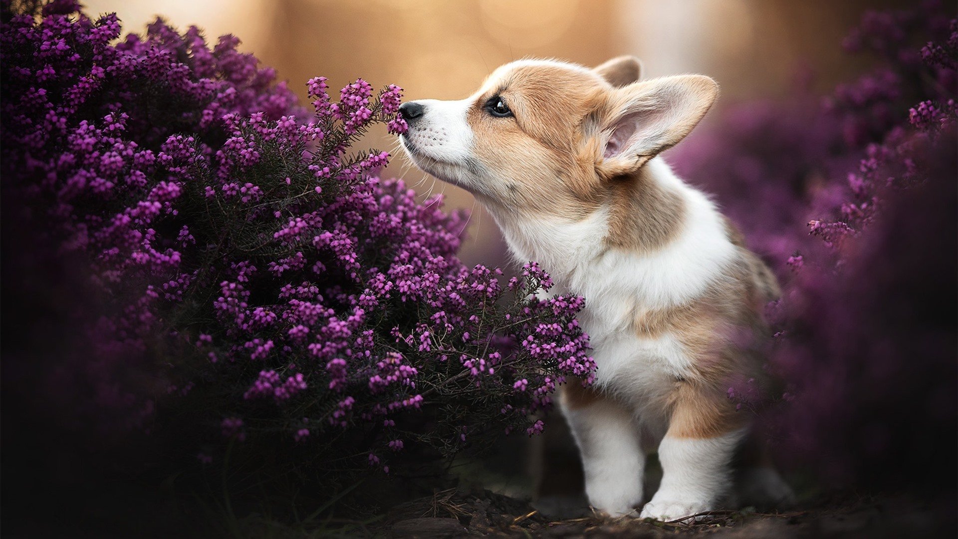 篮球风云CBA新赛季揭幕战即将打响,篮球风云怎么扣篮