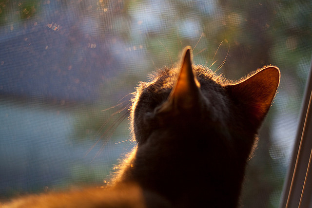 Kaiyun(中国)开云-职业联赛主场氛围建设是否能常态化，职业联赛足球场尺寸