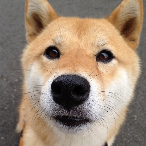 中国女排阵容轮换初见战术成效,女排中国队阵容