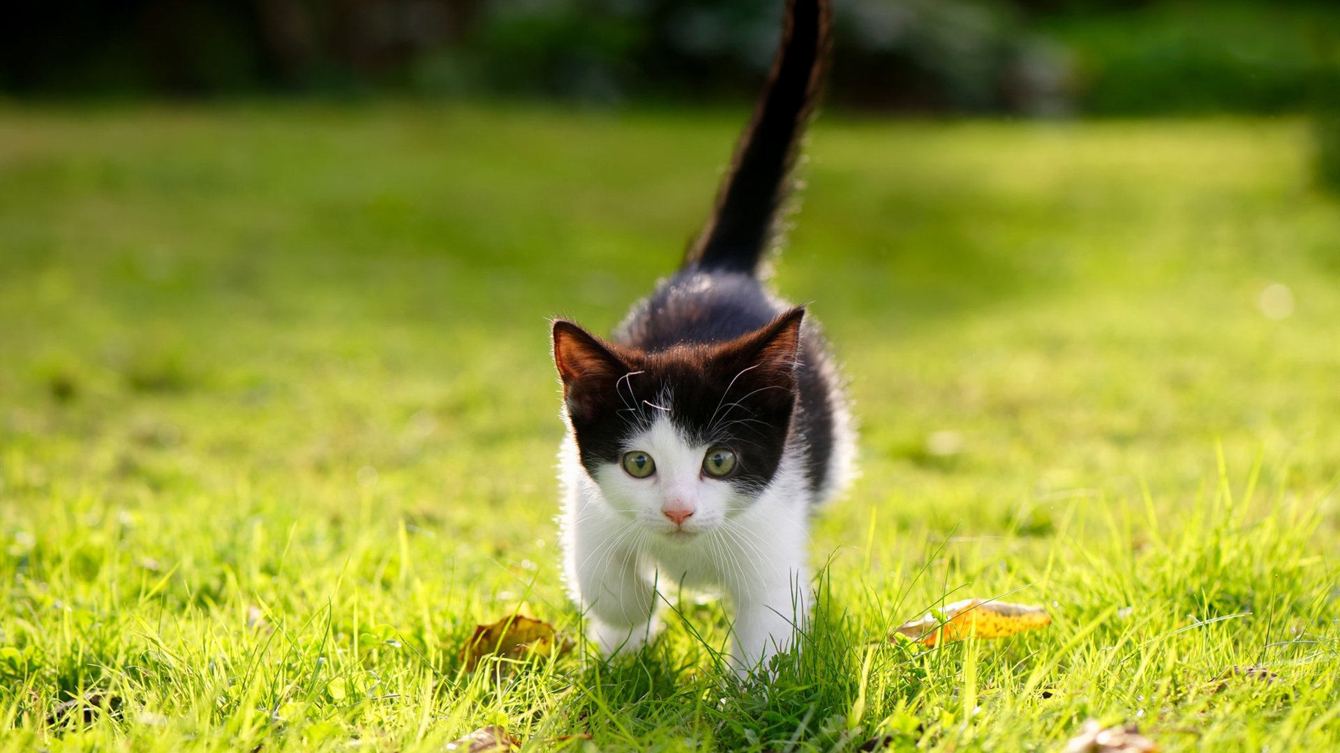 拳击比赛激烈开打 冠军宝座悬念丛生,拳击夺冠