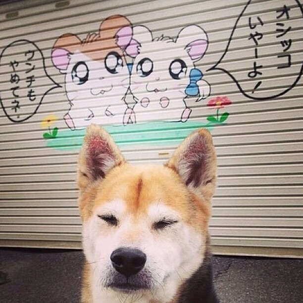 特斯·冯·迪克：为南非队的进攻体系注入活力，推动攻势发展，冯斯特拉克家族