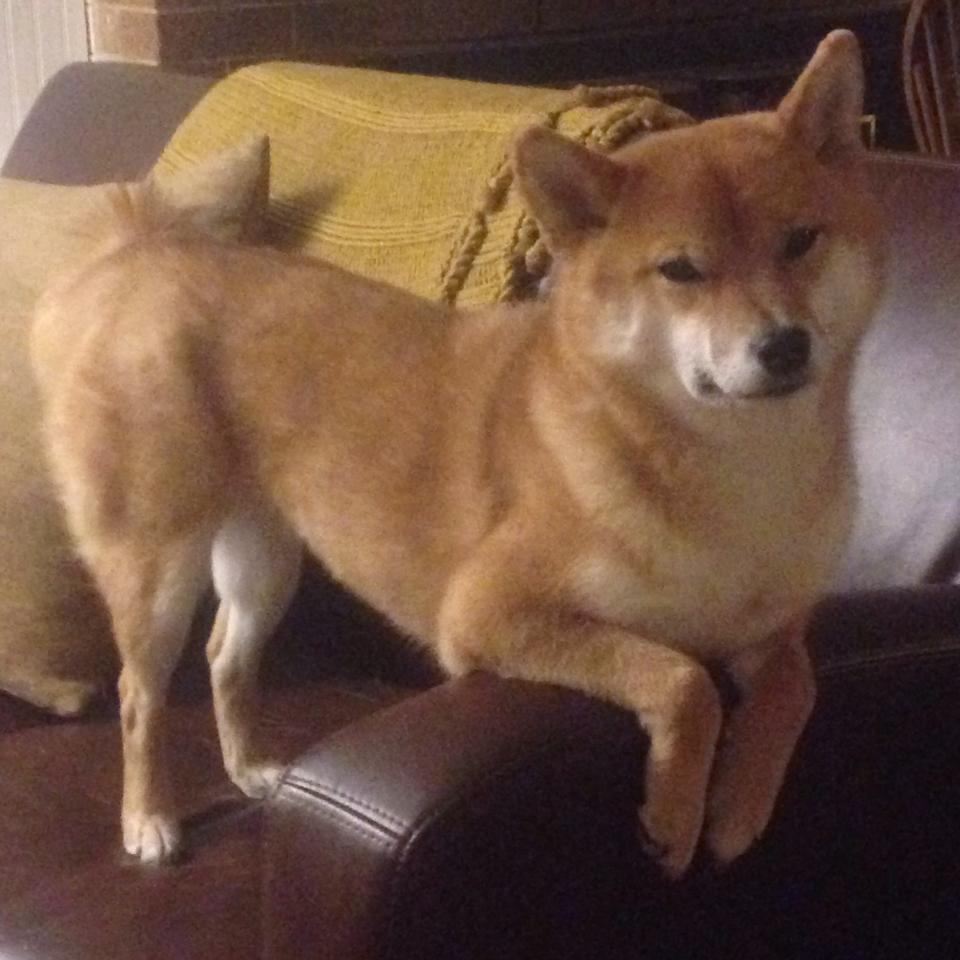 特斯·冯·迪克：为南非队的进攻体系注入活力，推动攻势发展，冯斯特拉克家族