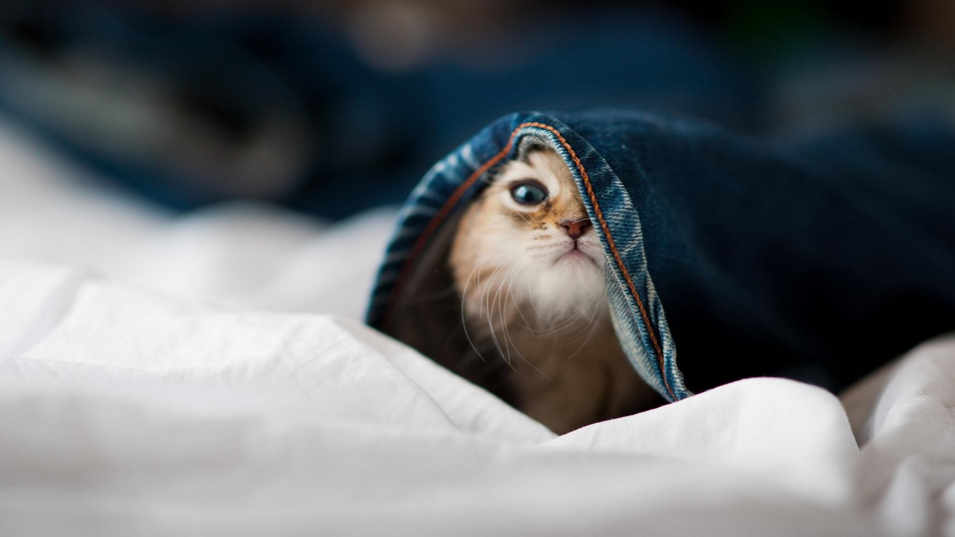 英格兰青少年橄榄球参与度上升，英国橄榄球