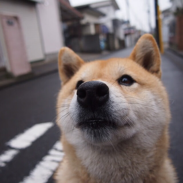 Kaiyun(中国)开云-蛙泳项目比利时保持强势，蛙泳比赛
