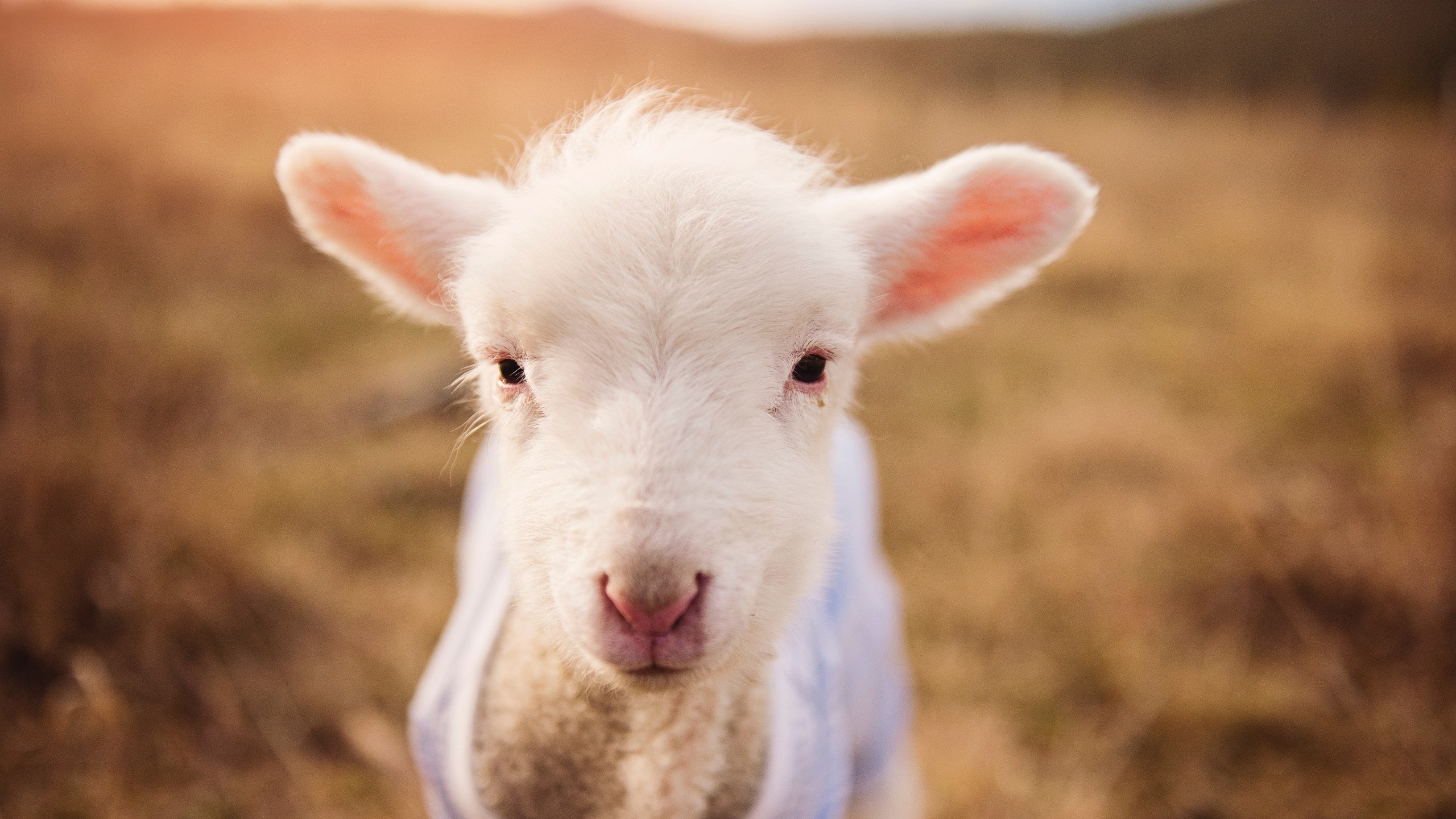 kaiyun中国官方网站-贾瓦迪奋力冲刺 800自决赛尽显韧性，ht贾瓦人